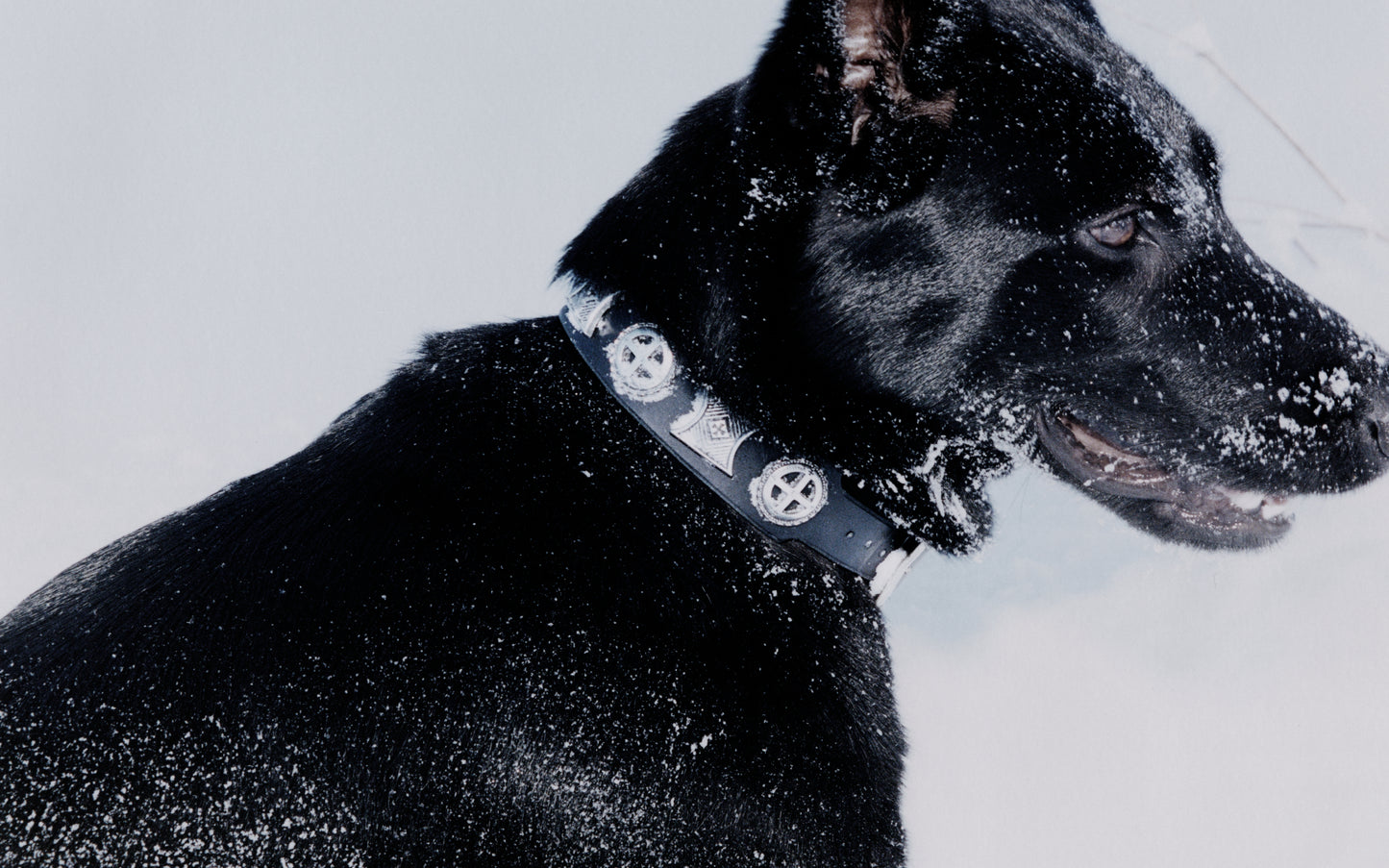 EFFIGY DOG COLLAR AND LEASH