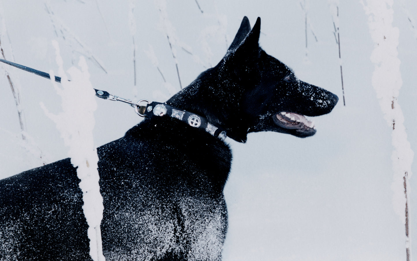 EFFIGY DOG COLLAR AND LEASH